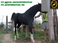 Horse caretaker collecting horse semen in the farm